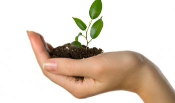 Sapling growing in palm of hand Sapling growing in palm of hand