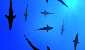 Swarm of sharks Swarm of sharks