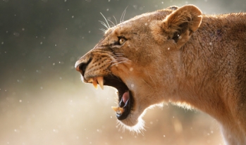 lioness roaring lioness roaring