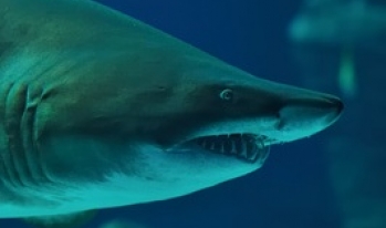 menacing shark in the water menacing shark in the water