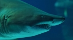 menacing shark in the water menacing shark in the water