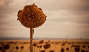 Destroyed crops Destroyed crops