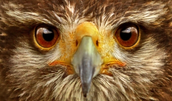 Hawk watching Hawk watching
