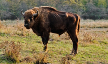 Nature and buffalo Nature and buffalo