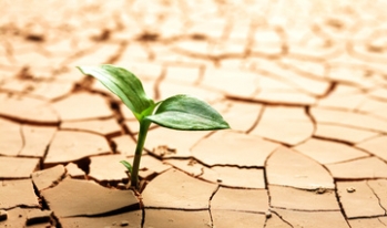 Plant on cracked soil Small plant rising out of cracked soil