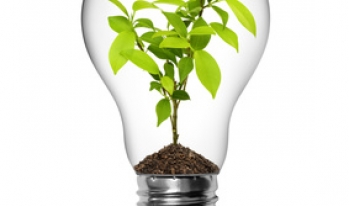 plant growing inside a lightbulb plant growing inside a lightbulb