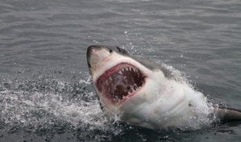 great white shark breaching water great white shark breaching water
